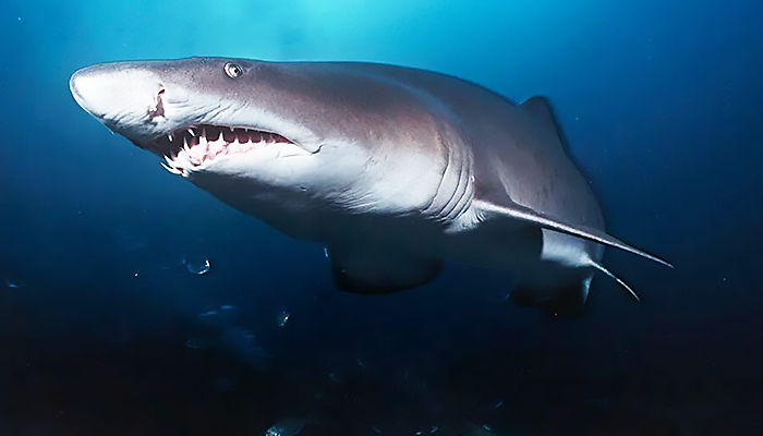 Shark Attack Plunge in Darkness