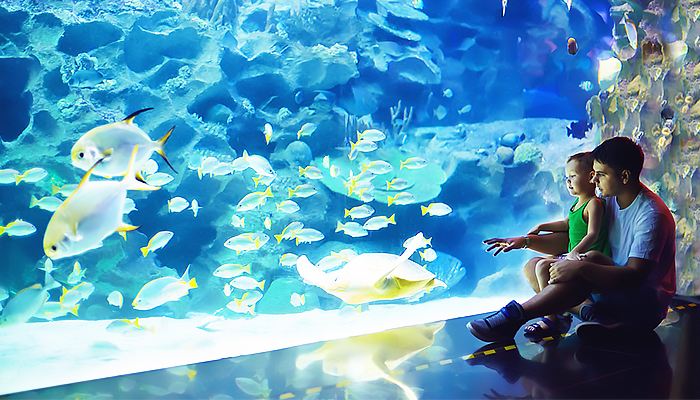 Discover the Unique Attractions of Dubai Aquarium