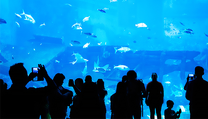 Discover the Unique Attractions of Dubai Aquarium